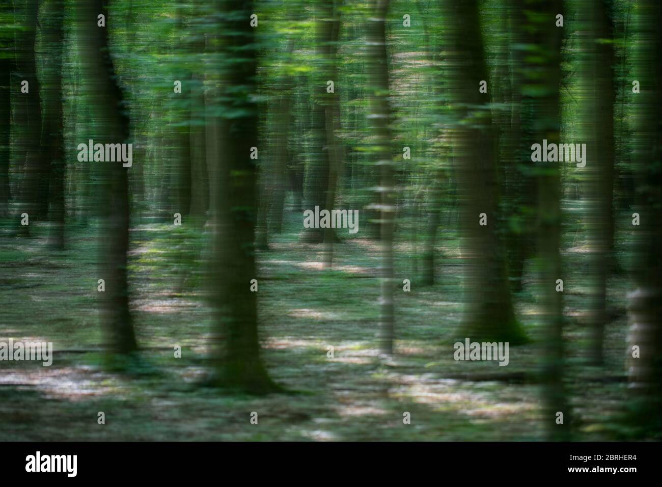 Eine Bewegung von Bäumen im Wald Stockfoto