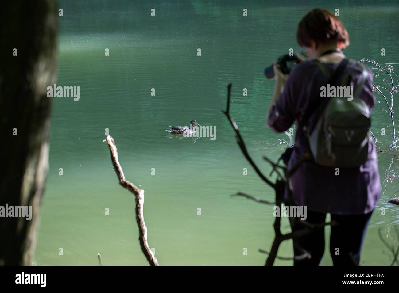 Eine Frau fotografiert eine Ente im See Stockfoto