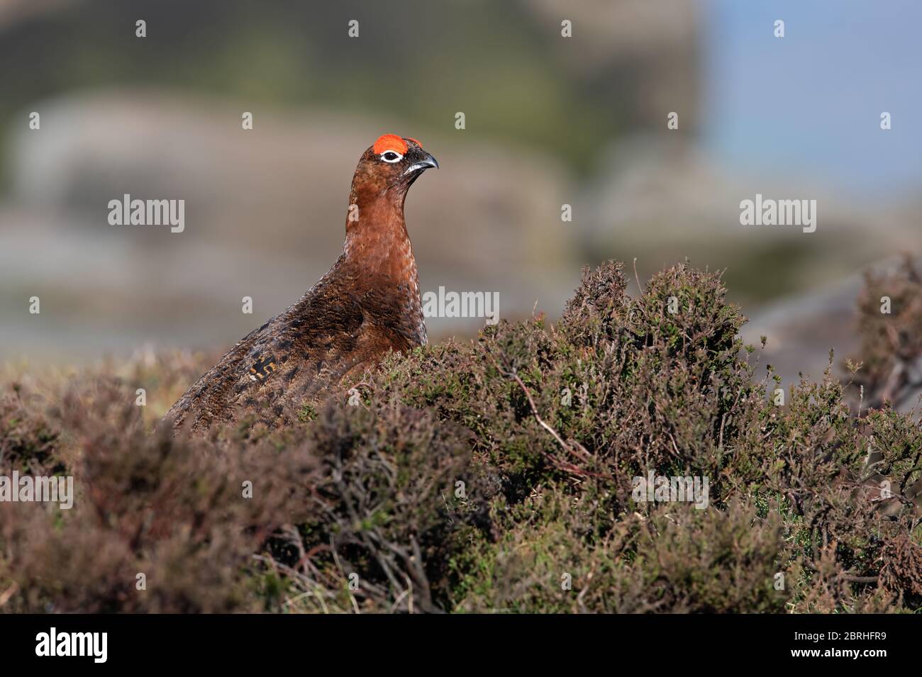 Rotkeusch (Lagopus lagopus scotica) im Heidemoor des Peak District Stockfoto