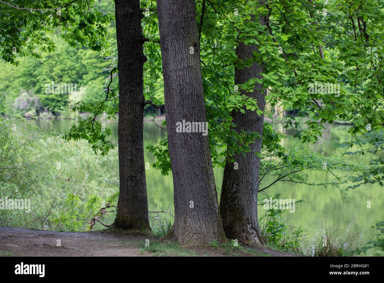 Drei Bäume in einem grünen Wald und ein See im Hintergrund Stockfoto