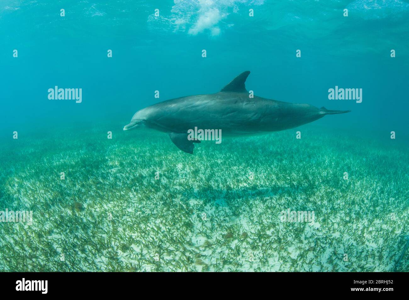 Ein gewöhnlicher Tümmler, Tursiops truncatus, fährt spielerisch durch das klare, warme Wasser nahe den Turks- und Caicosinseln in der Karibik. Stockfoto