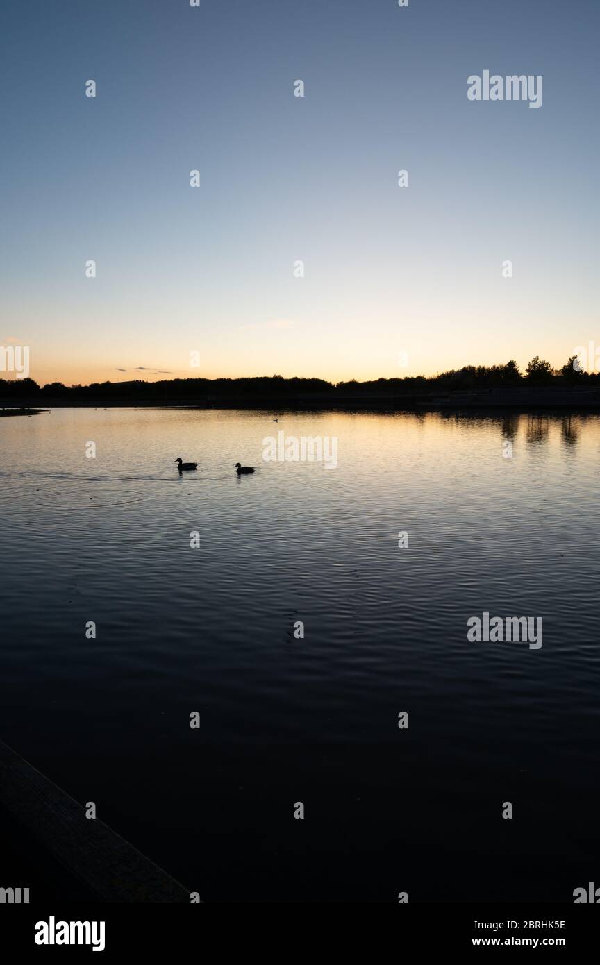 Zwei Silhouetten von Enten auf einem ruhigen See, wenn die Sommersonne in der Universitätsstadt Lund, Schweden untergeht Stockfoto