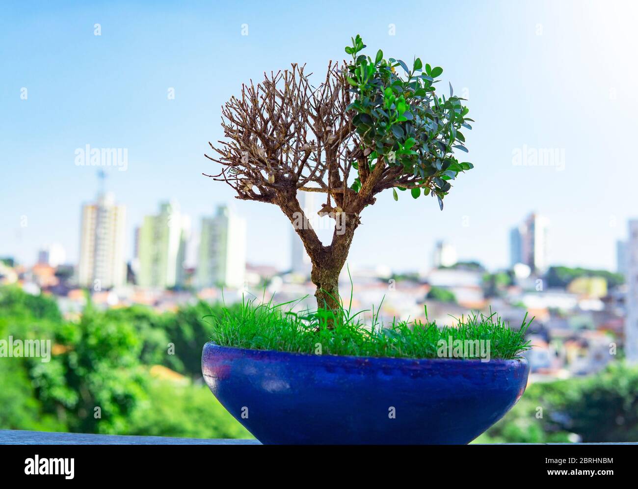 Spezieller Bonsai-Baum, Der In Urbaner Umgebung Wächst Stockfoto