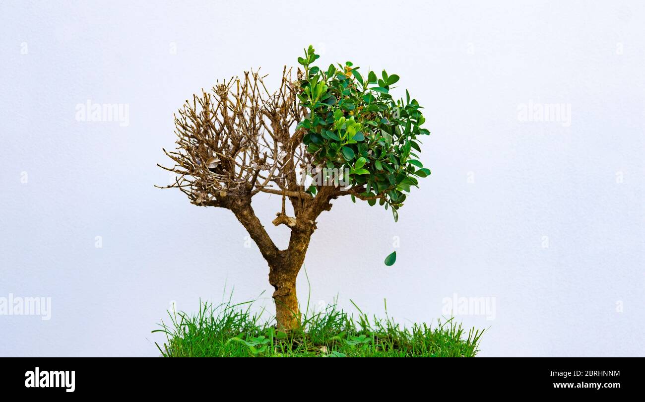 Green Energy Eco Planet Konzept Stockfoto