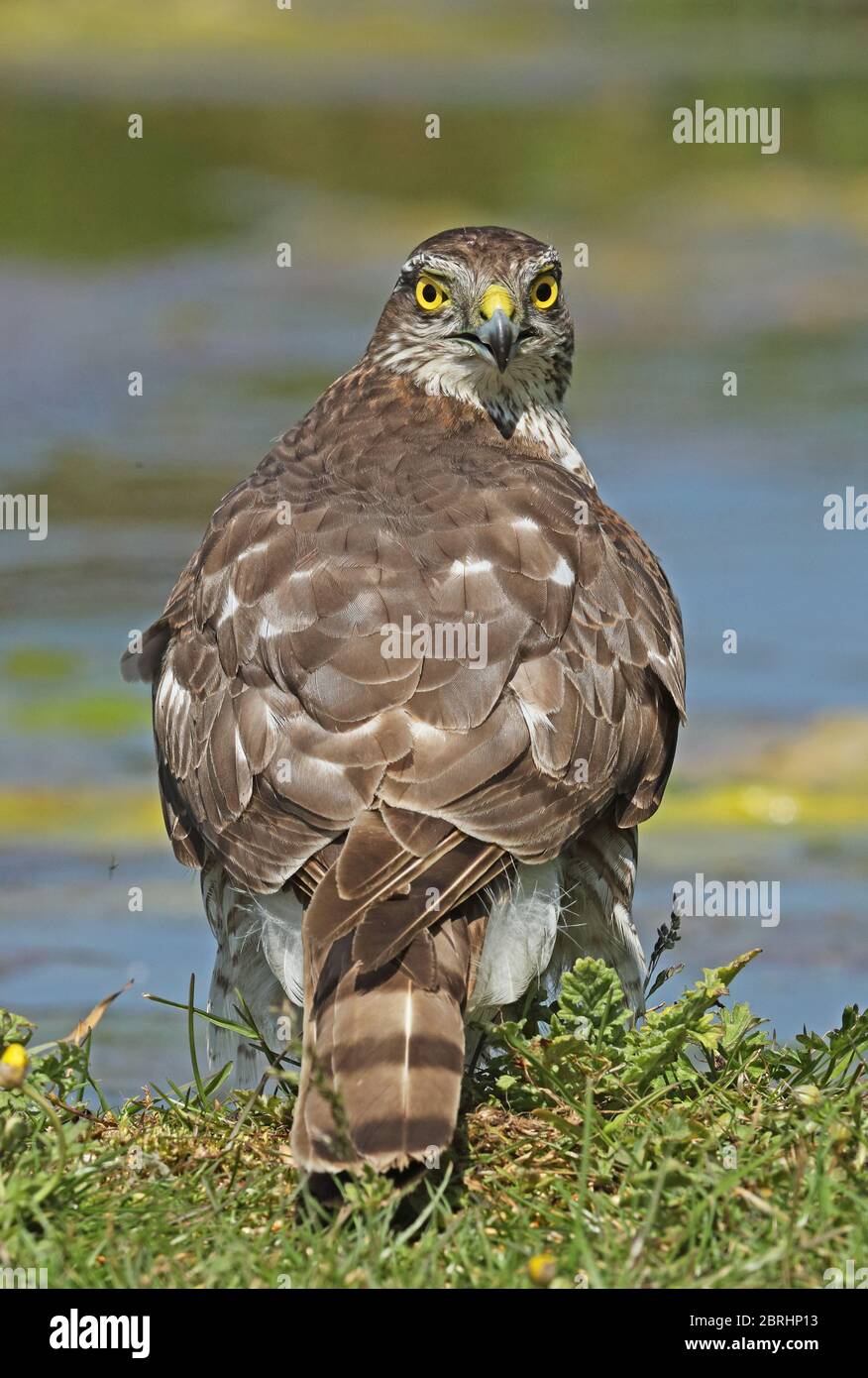 Eurasische Sparrowhawk (Accipiter nisus nisus) unreif stehend auf dem Boden von Teich Eccles-on-Sea, Norfolk, Großbritannien Mai Stockfoto