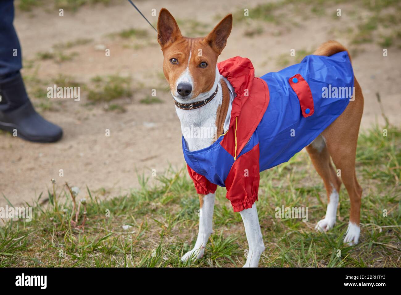 Basenji Portrait Hund gekleidet für einen Spaziergang im Frühling bei Regen Stockfoto