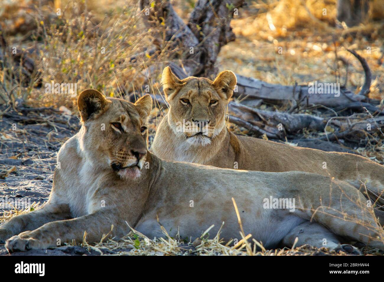 Am späten Nachmittag Foto von Löwinnen, die im Schatten ruhen. Wildfahrt in Botswana Stockfoto