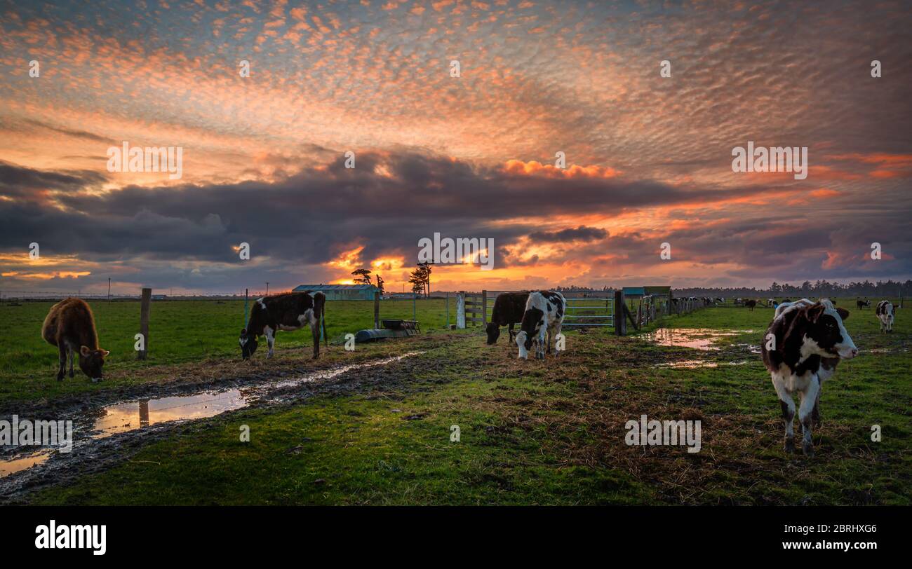 Freundliche Kühe hallo sagen bei Sonnenuntergang. Nord Kalifornien, USA. Stockfoto