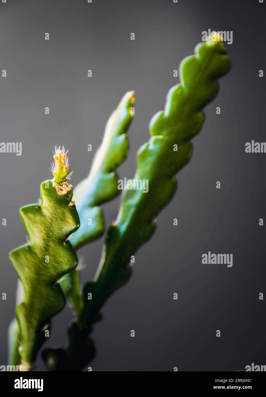 Soft-Fokus auf Neuwachstum auf einem Fischgrätenkaktus (Epiphyllum Anguliger) Zimmerpflanze auf dunkelgrauem Hintergrund. Stockfoto