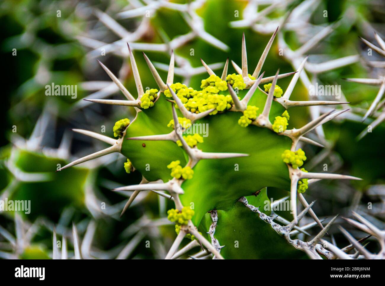 Nahaufnahme auf Euphorbia Grandicornis, Kuhhornkaktus mit zarten gelb-grünen Blüten. Stockfoto
