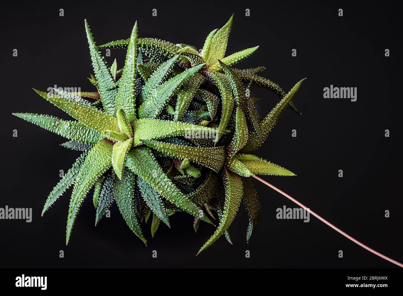 Nahaufnahme in Low Key auf haworthia attenuata saftige Zimmerpflanze, die attraktive grüne Rosetten bildet. Auffallend saftige Zimmerpflanze auf dunklem Hintergrund. Stockfoto