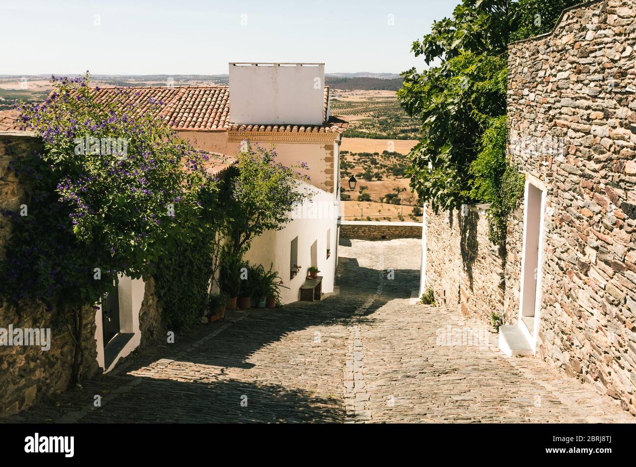 Straße in Monsaraz Dorf in Portugal, mit Pflanzen über den Wänden. Alte typische Häuser aus Alentejo, weiß und aus Schiefer. Reisen im Mittelmeerraum Stockfoto