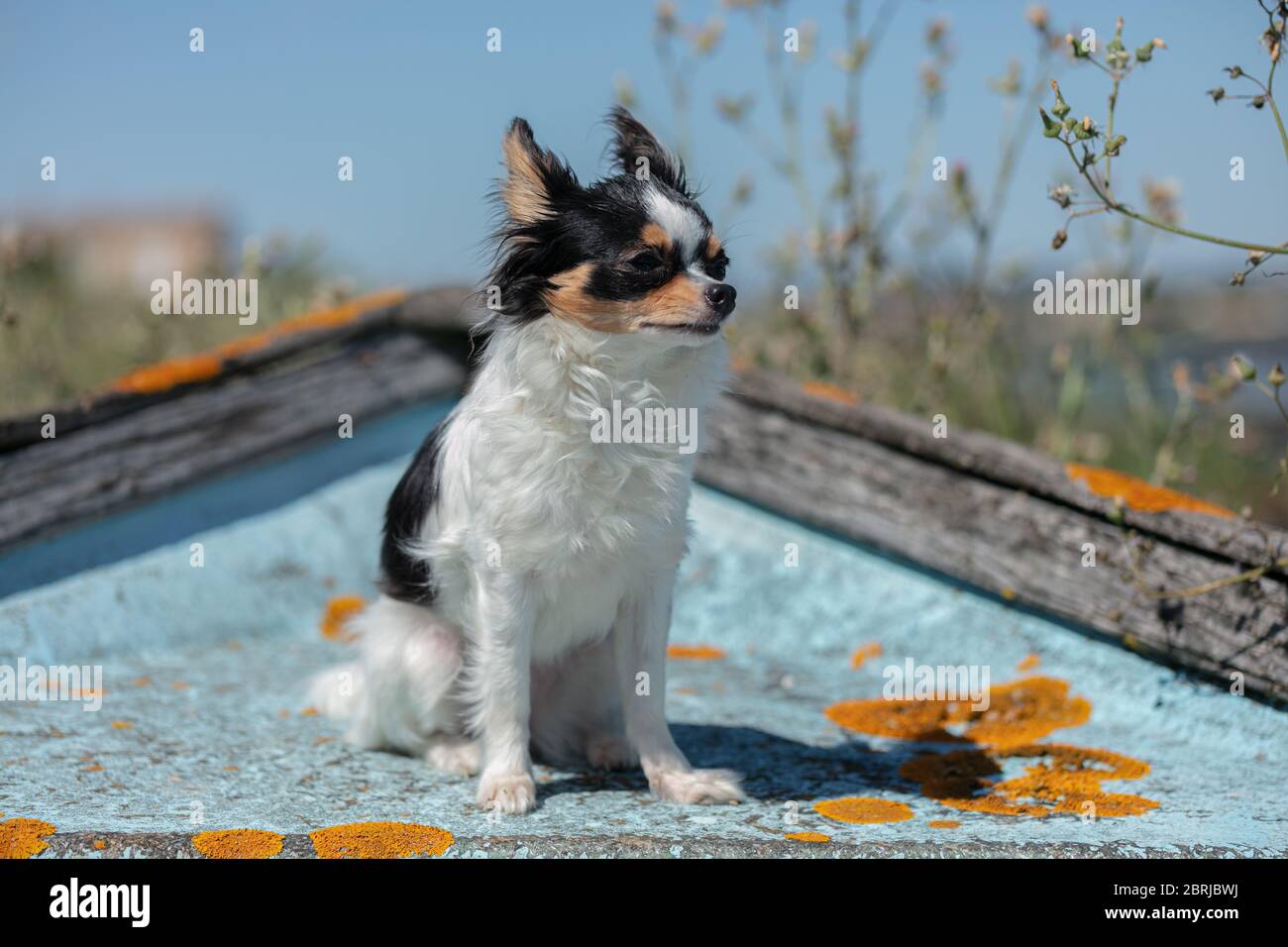 chihuahua auf einem alten blauen Fischerboot in der Wildnis Stockfoto