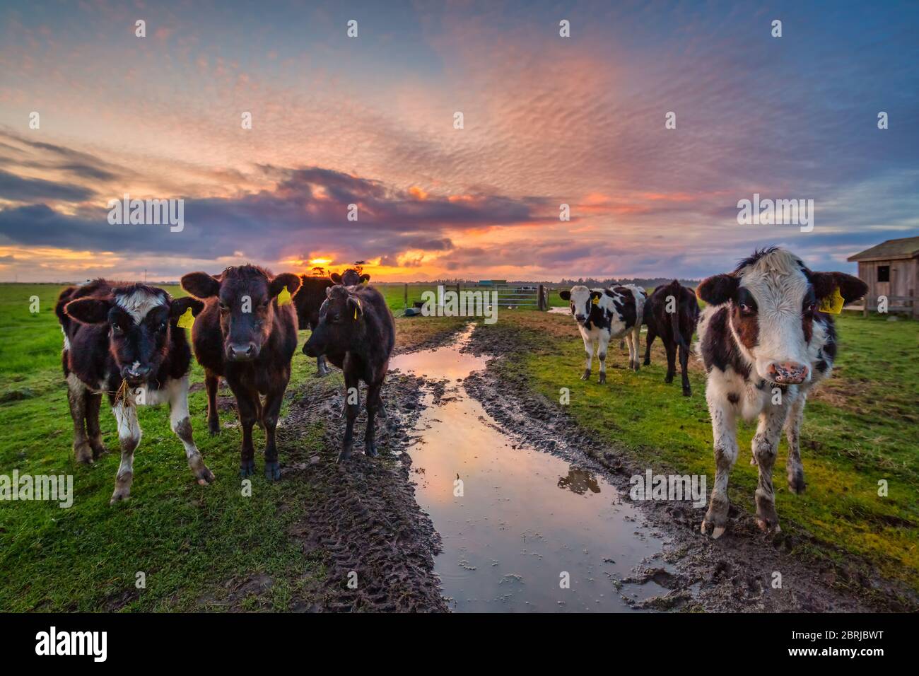 Freundliche Kühe hallo sagen bei Sonnenuntergang. Nord Kalifornien, USA. Stockfoto