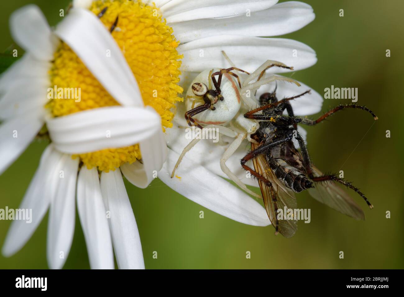 Weibliche Krabbenspinne mit Männchen auf dem Rücken - Misumena vatia on Ox Eye Daisy - Leucanthemum vulgare mit Fliegenpfeif Stockfoto