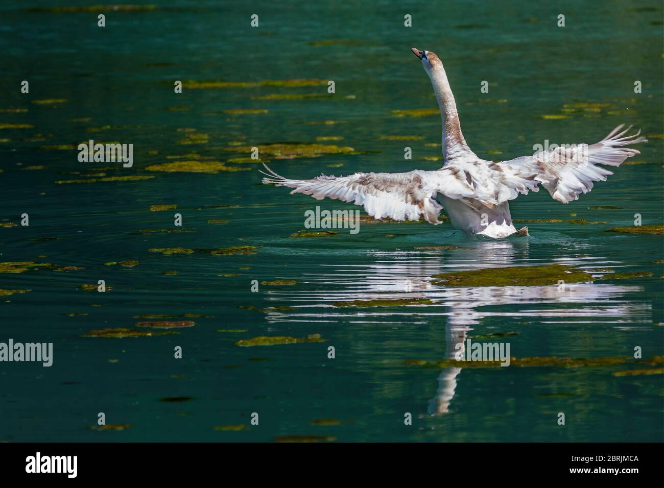 Nahaufnahme von juvenilen Schwanen, die Flügel auf dem See in Wiltshire, Großbritannien schlagen Stockfoto