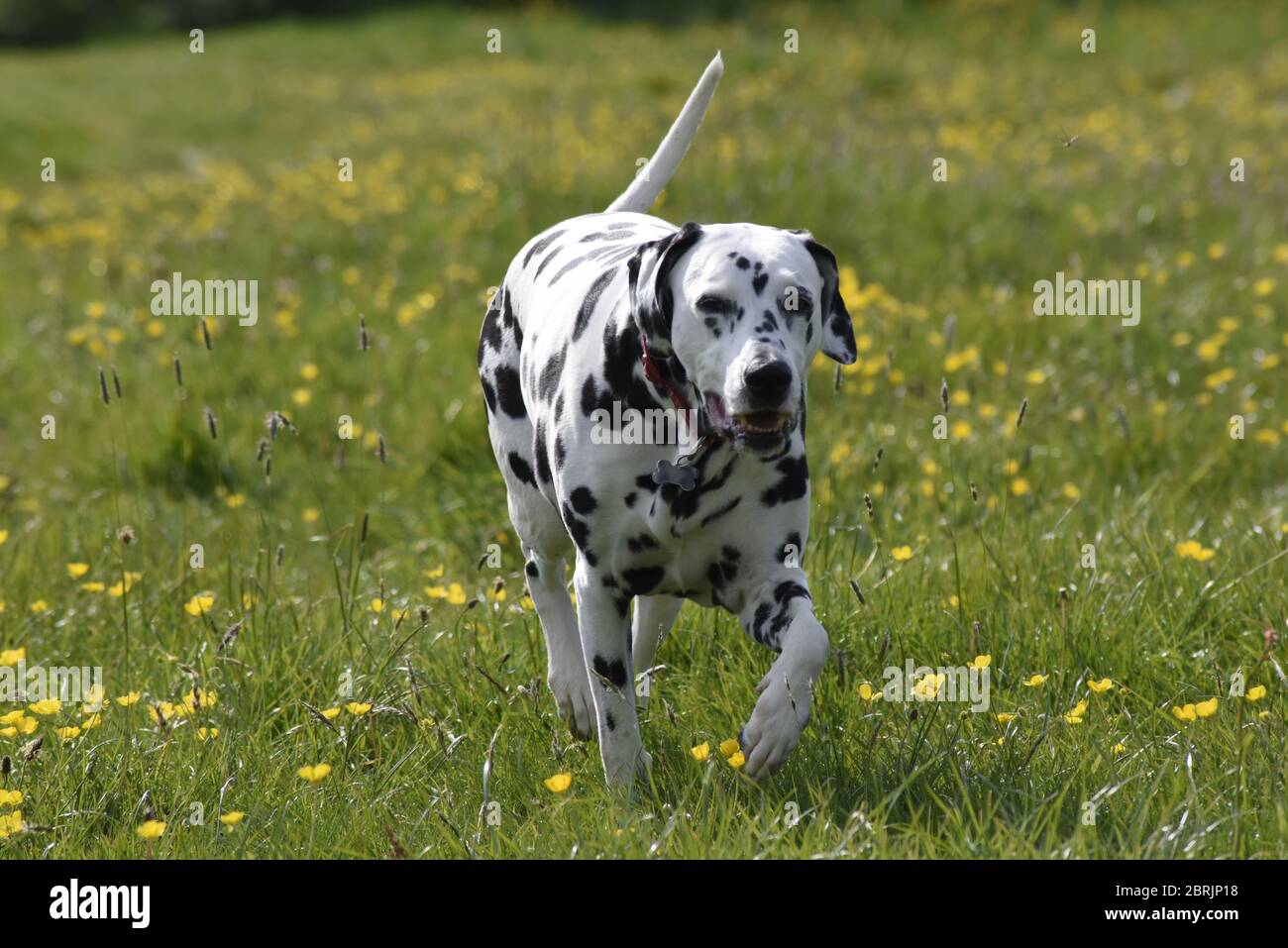 Dalmation Laufen, sitzen und posieren in Wildblumenwiese, Wiltshire, England Stockfoto