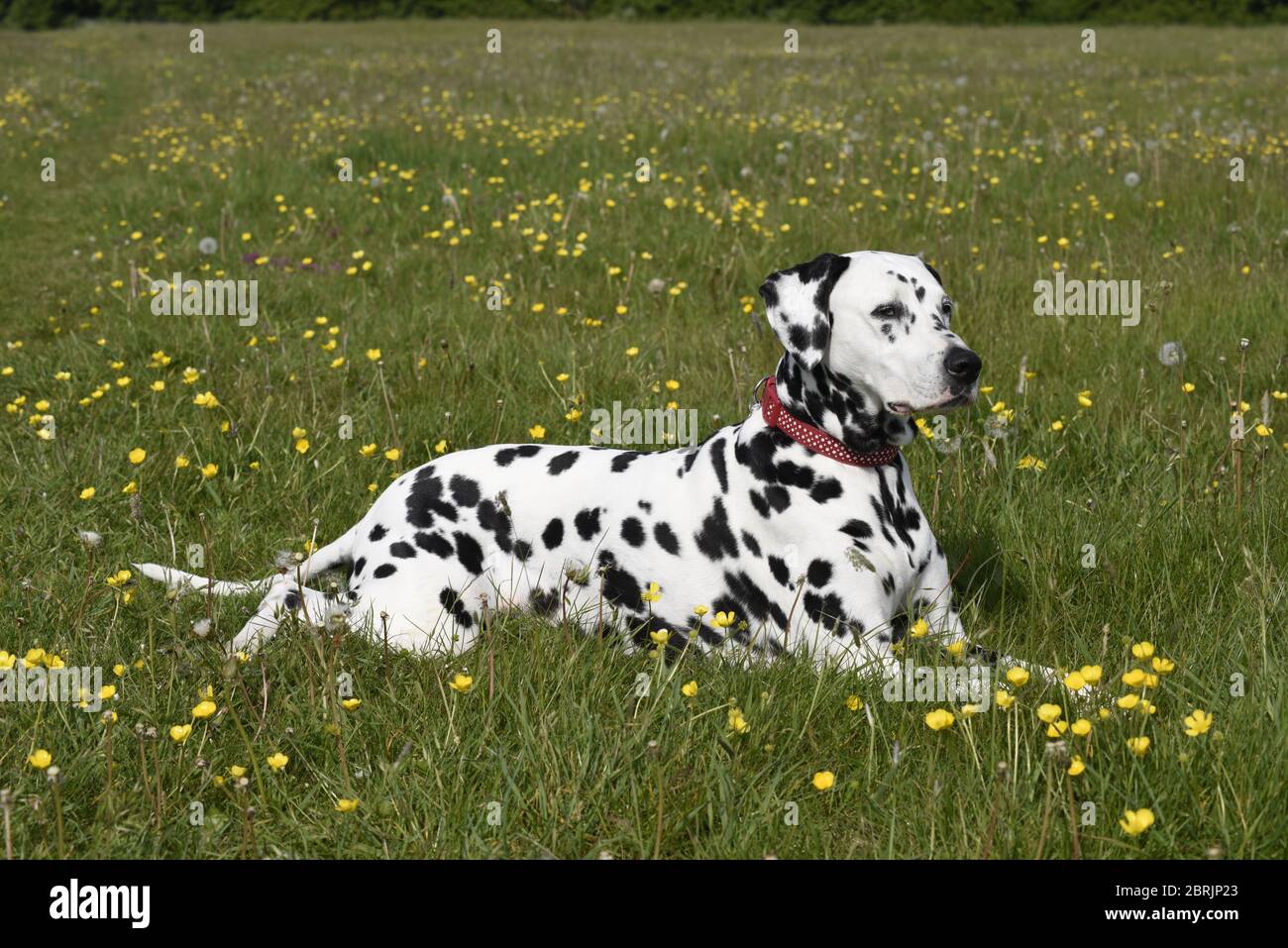 Dalmation Laufen, sitzen und posieren in Wildblumenwiese, Wiltshire, England Stockfoto
