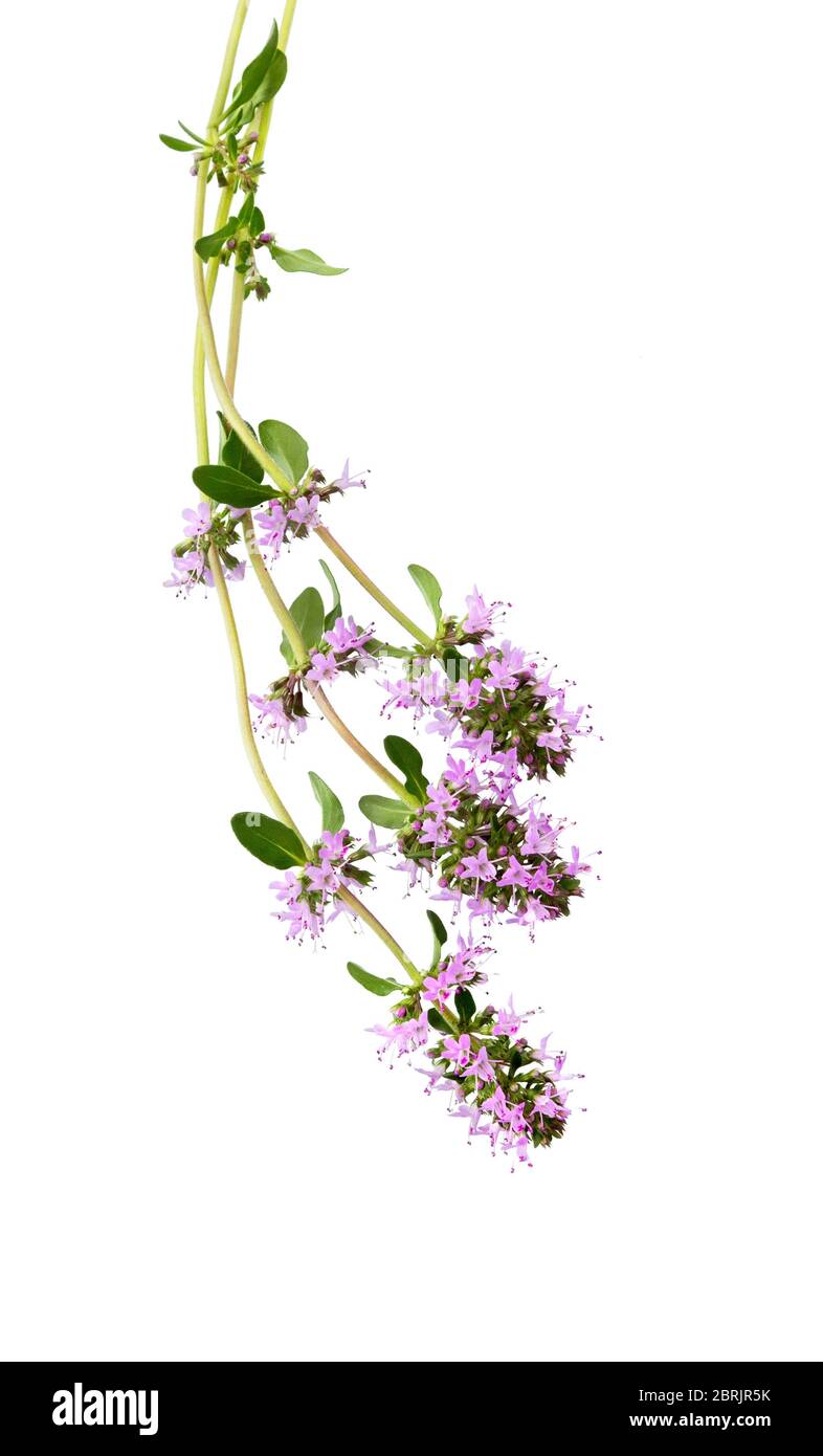 Salvia sclarea, clary oder clary Salbei Isoliert auf weißem Hintergrund. Salvia Knabenkraut. Clary Salbeikraut. Stockfoto