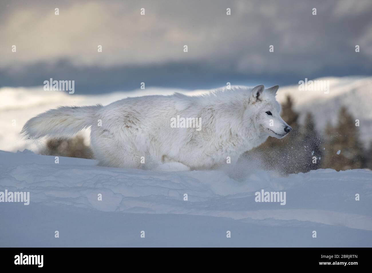 Arktischer Wolf im Winter, Montana Stockfoto