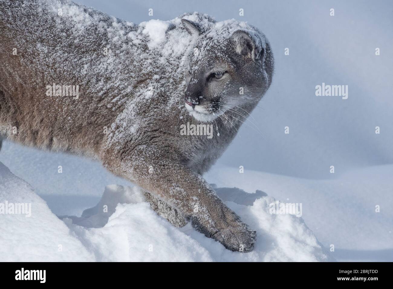 Mountain Lion in Winter, Montana Stockfoto