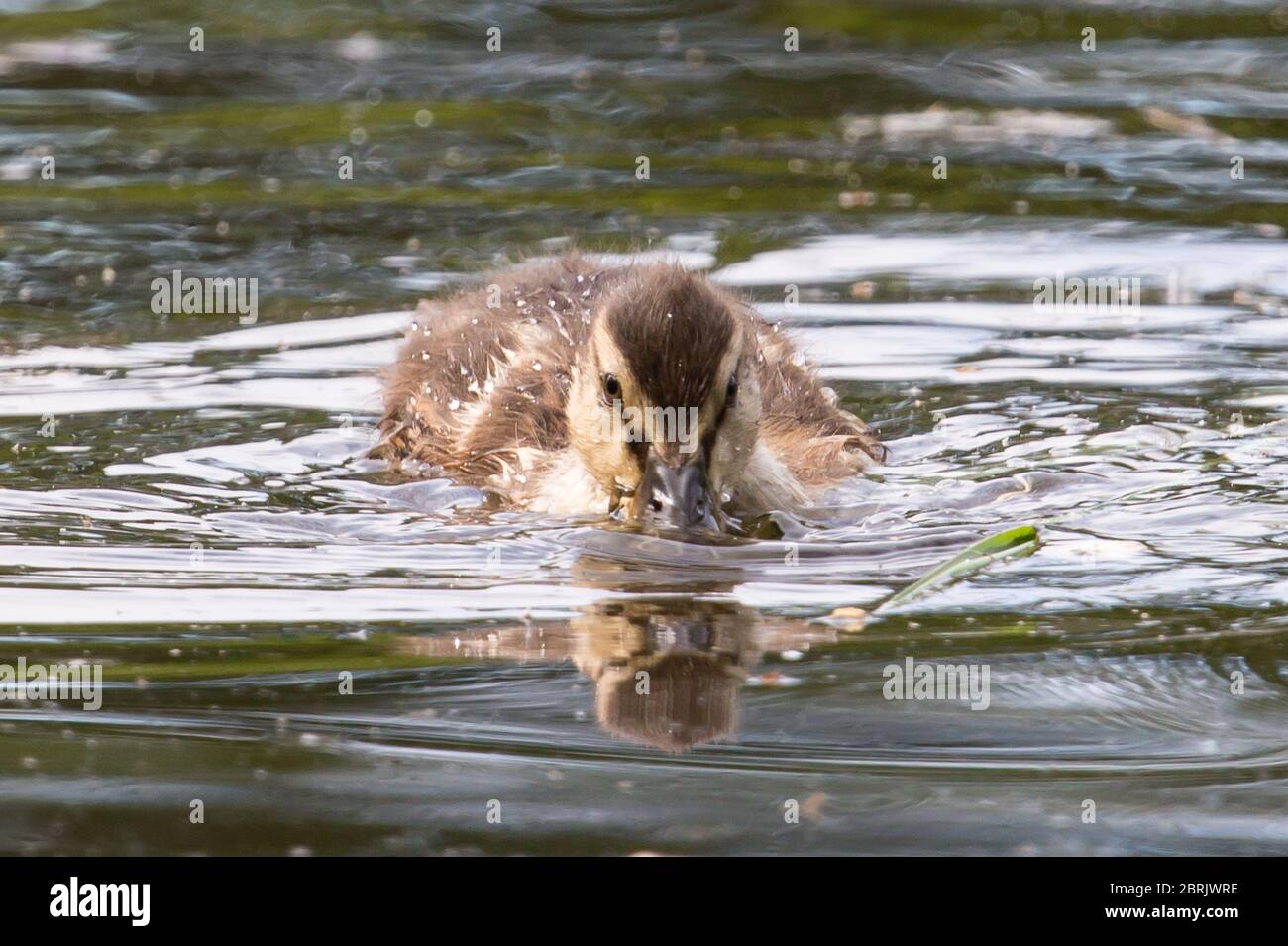 Junge Ente auf einem See Stockfoto