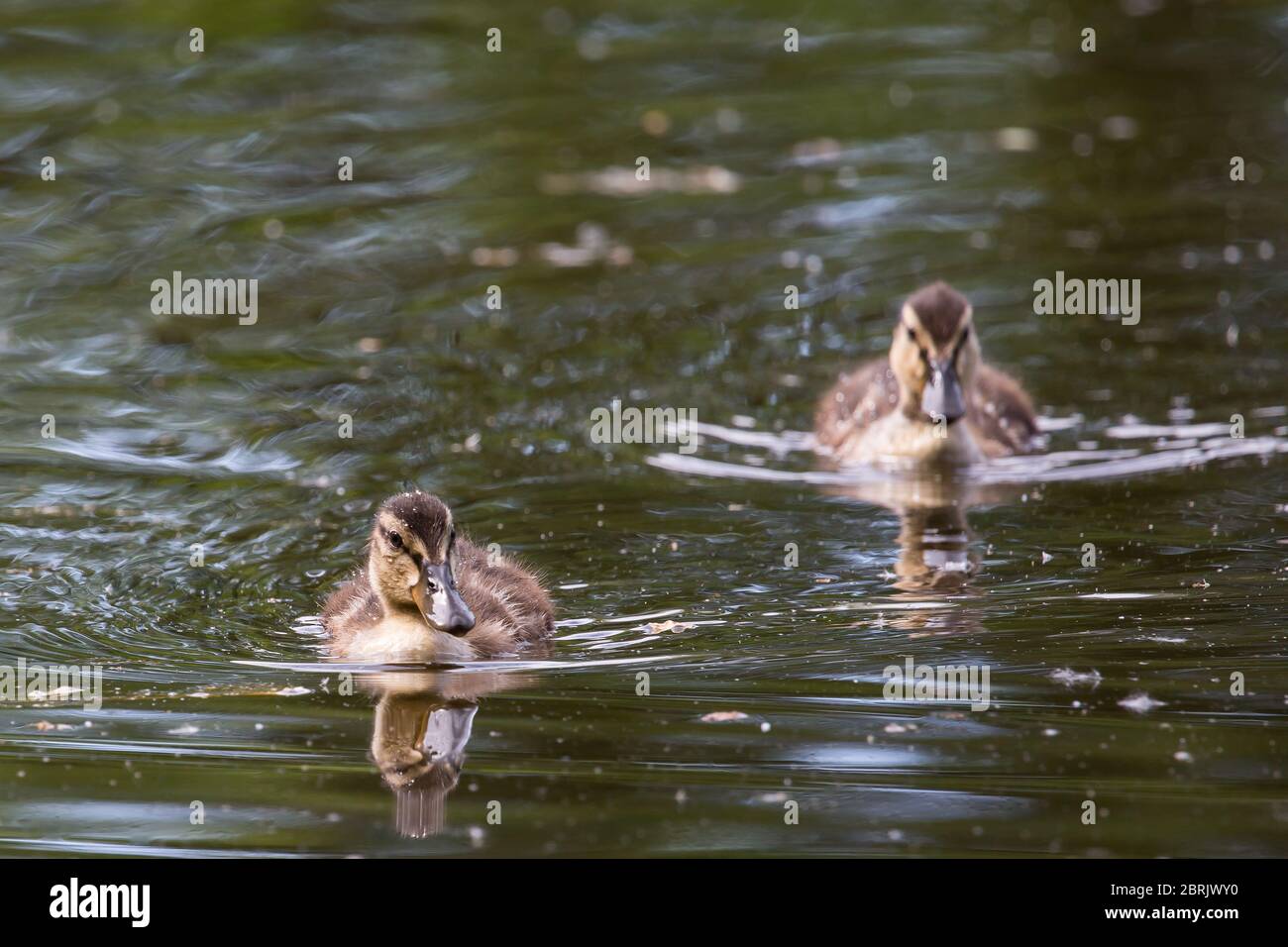Junge Ente auf einem See Stockfoto