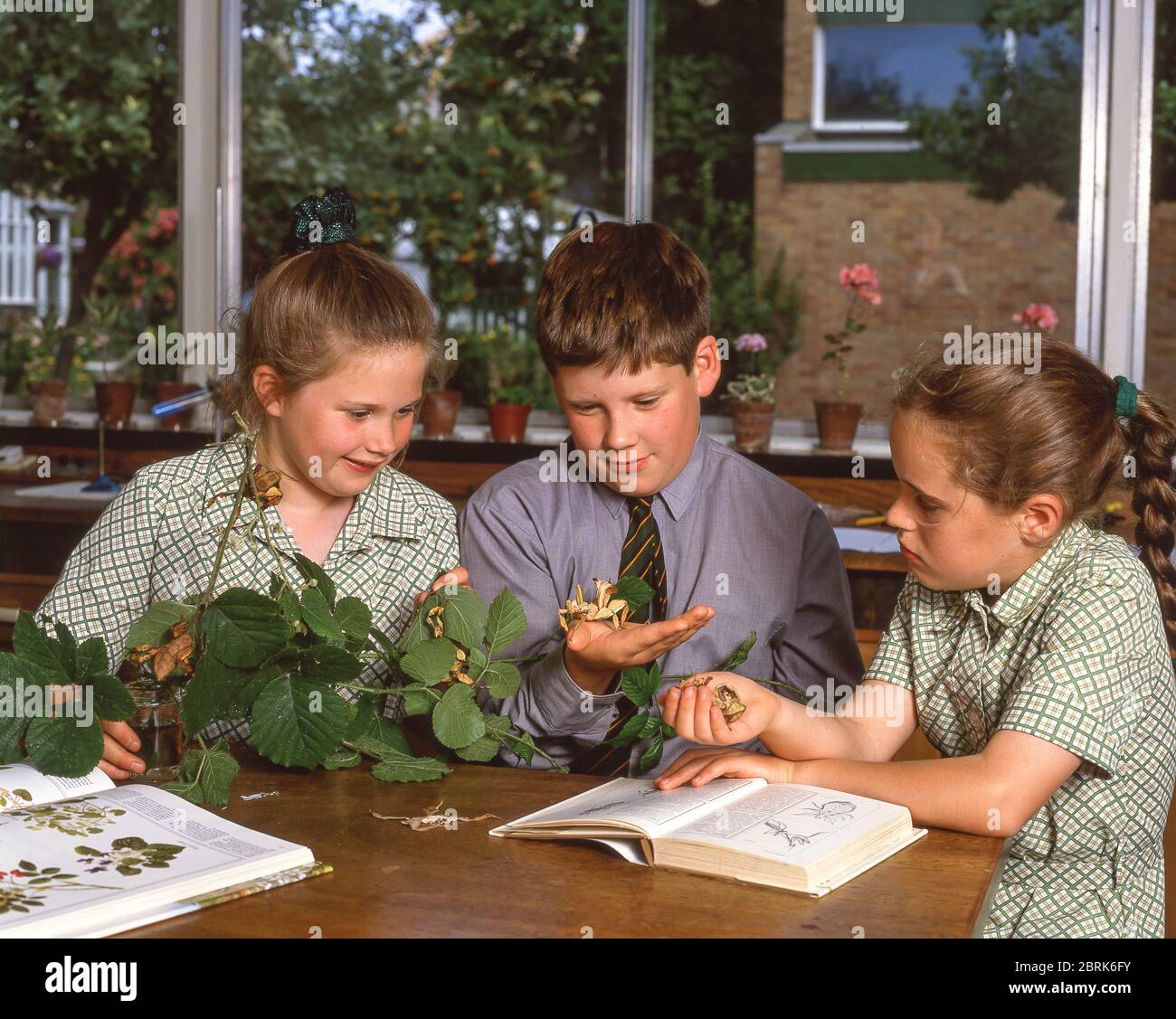 Kinder, die Grashüpfer im Biologieunterricht betrachten, Surrey, England, Vereinigtes Königreich Stockfoto