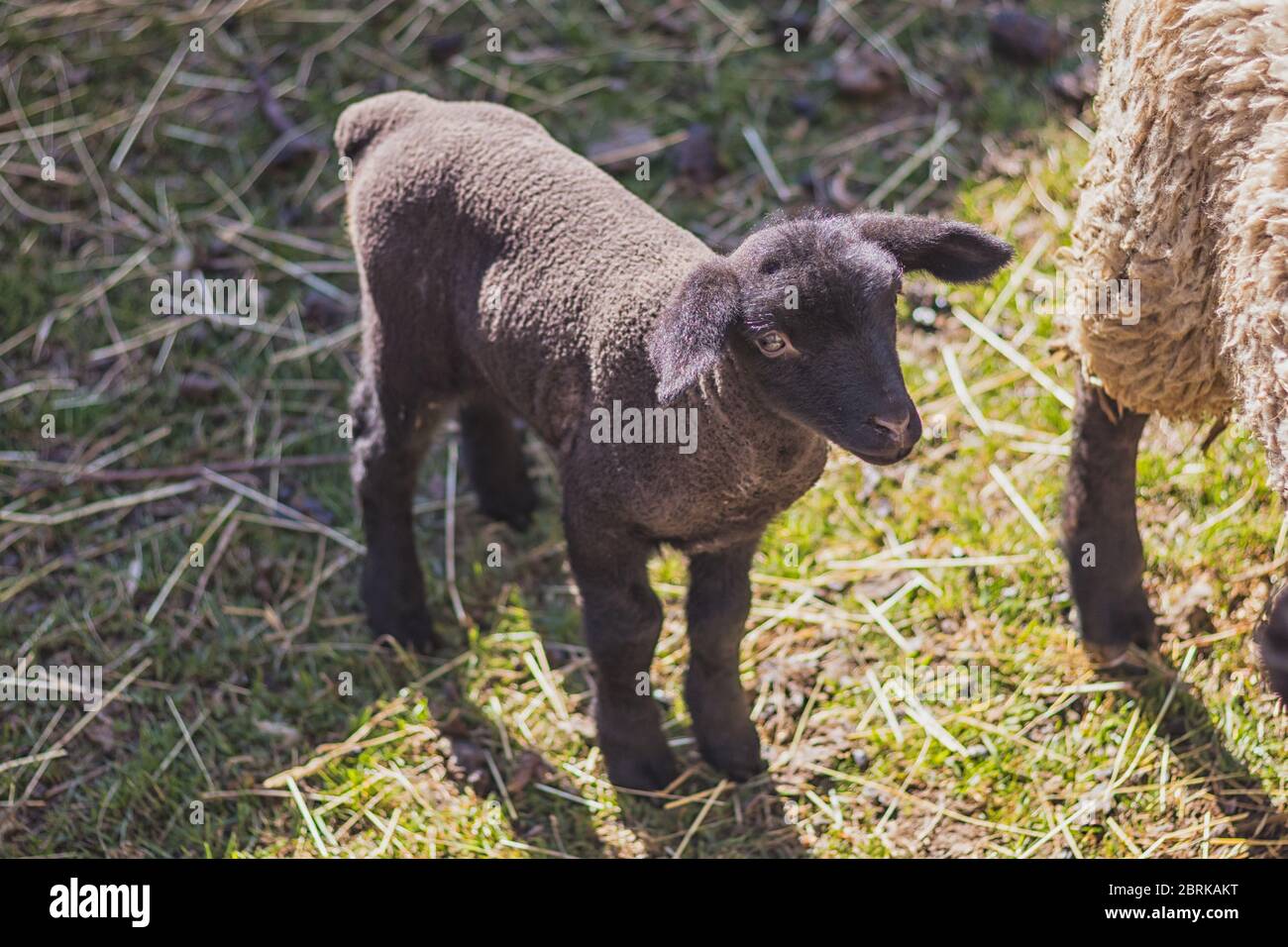 Lamm - Neugeborene kleine schwarze Schafe Stockfoto
