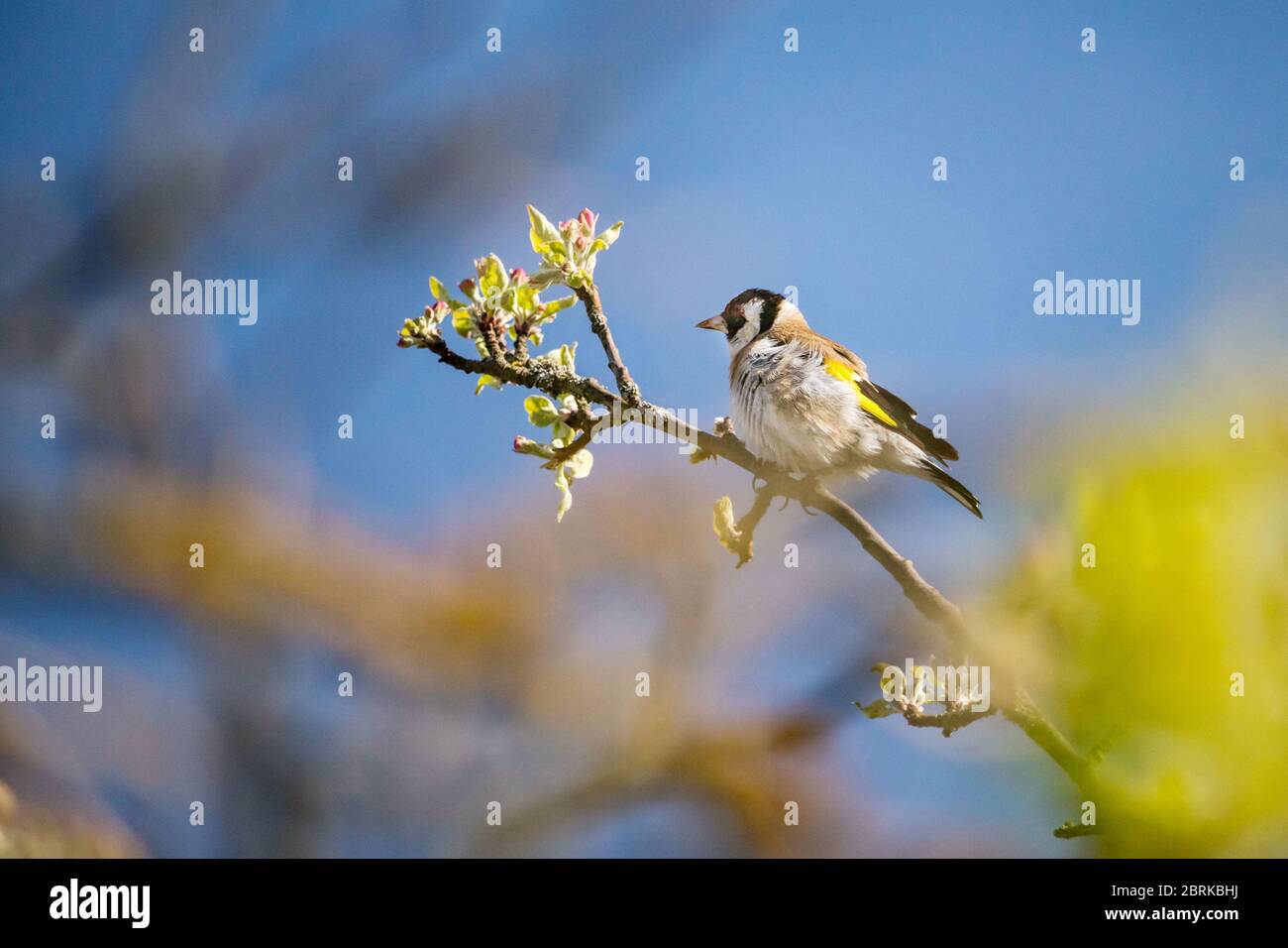 Der Vogel auf dem Baum - der Goldfink auf dem Zweig des blühenden Apfelbaums, im Wind, dem blauen Himmel Stockfoto