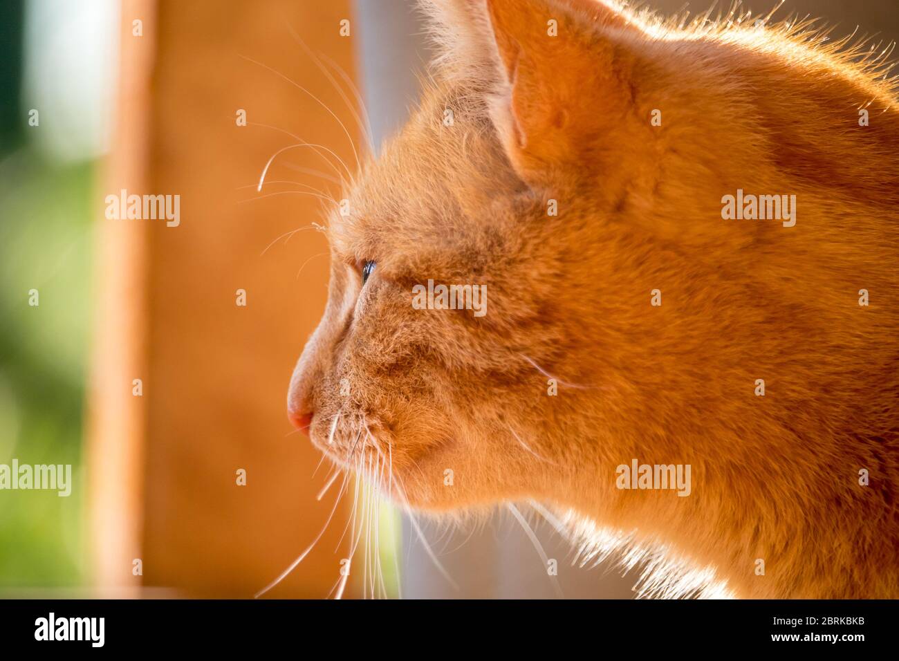 Rote Katze - Nahaufnahme des Kopfes einer Ingwer-Katze, im Garten Stockfoto