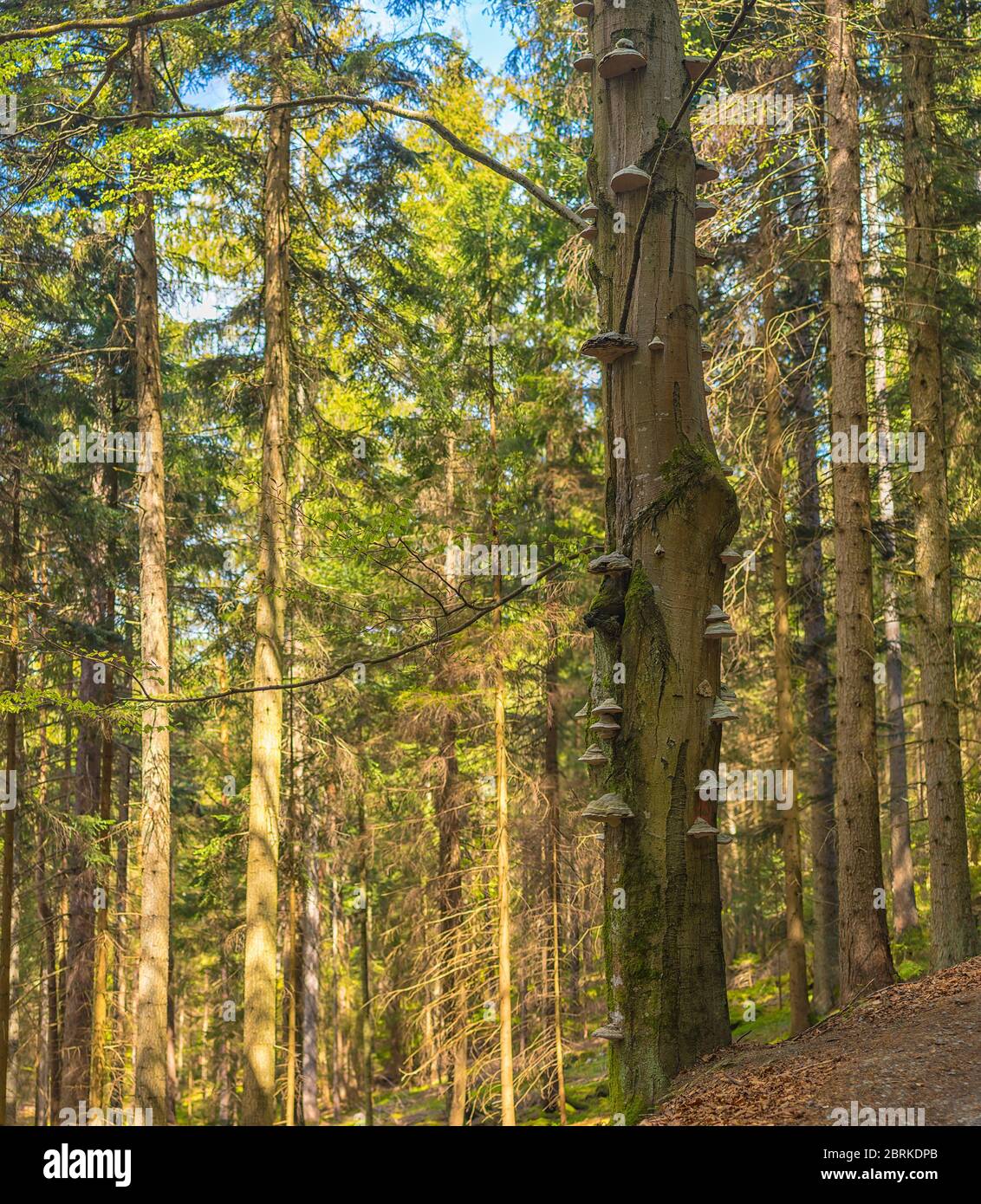 Polyporus - viele Pilze auf dem Baumstamm, im Wald Stockfoto