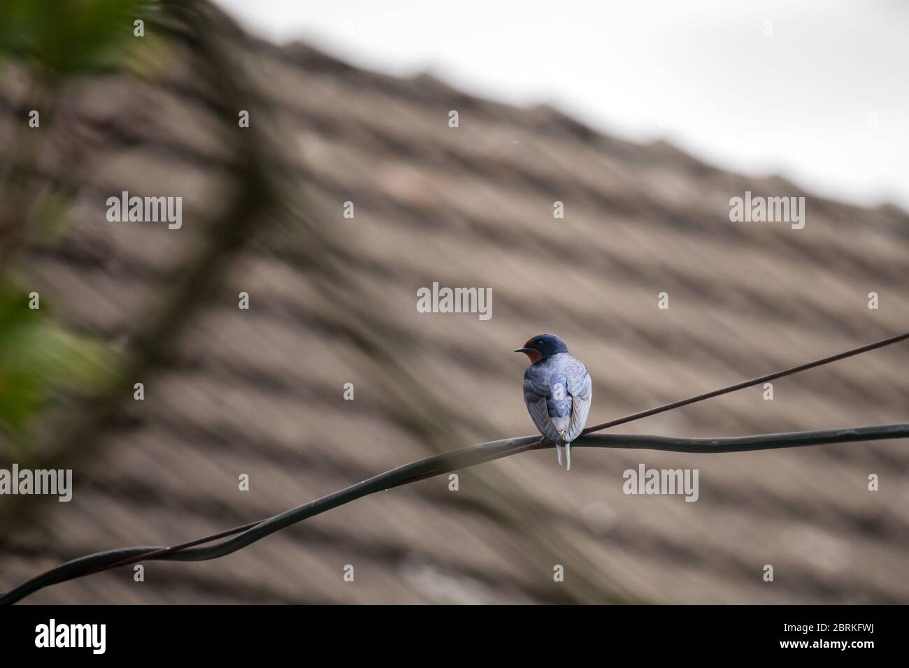 Vogel - Schwalbe sitzt auf einem Draht, im Hintergrund das Dach des Hauses Stockfoto