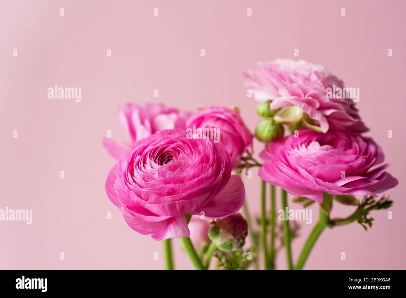 Schönes Bouquet von Ranunculus Blüten von rosa Farbe auf einem rosa Hintergrund. Blumen und Knospen. Stockfoto