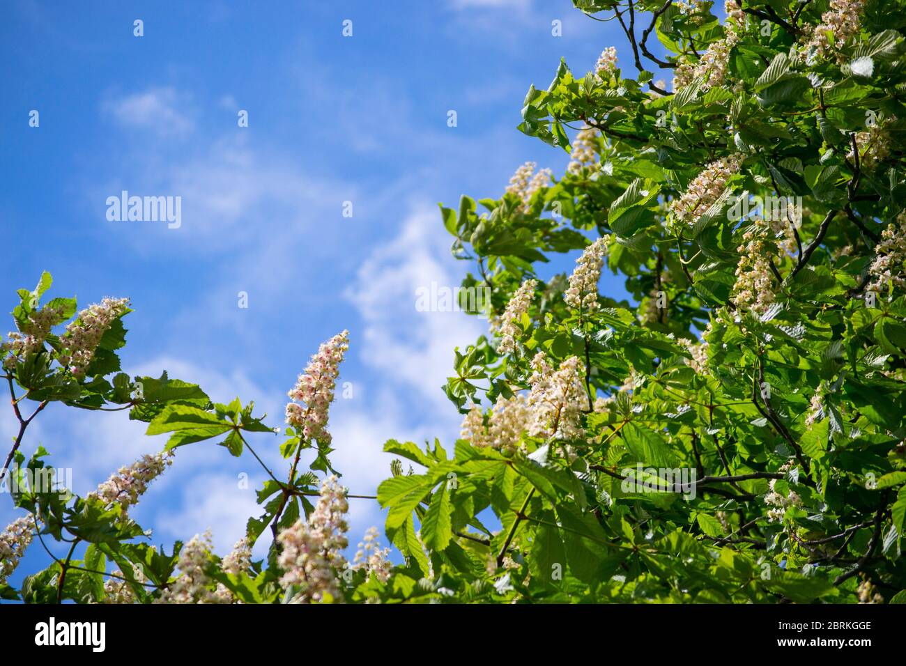 Die weißen Kerzen der blühenden Kastanie auf dem Hintergrund des blauen Himmels. Blumen von Aesculus Hippocastanum mit einem Raum für Ihren Text Stockfoto