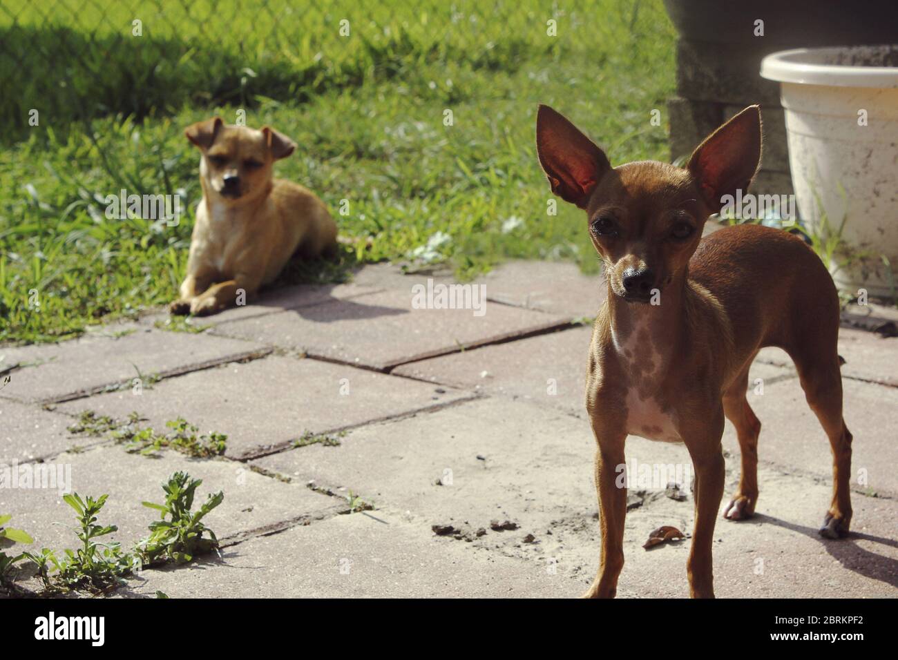 Meine beiden Hunde genießen die Sonne an einem heißen Sommertag in Pasadena, Texas. Stockfoto