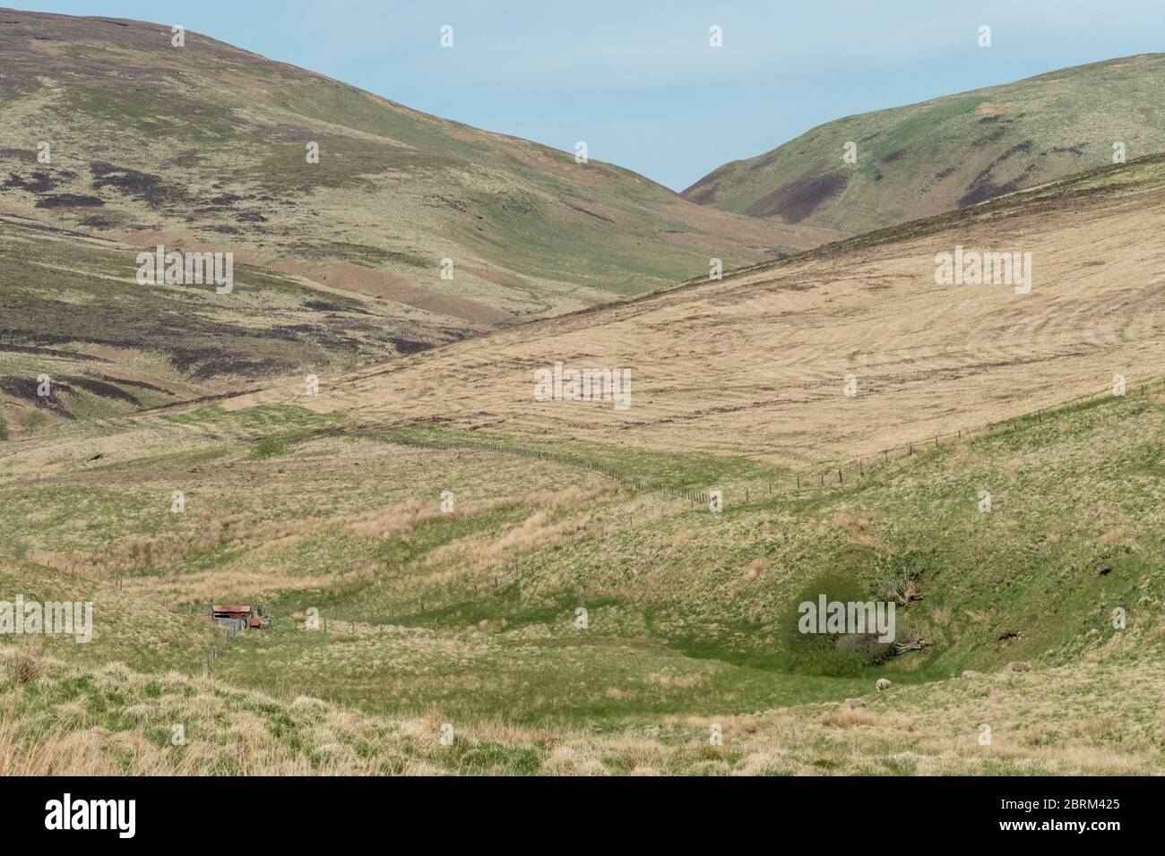 Tarras Valley, Teil der Langholm Moor Community Buyout, um Land von Buccleuch Estates zu kaufen, um das Tarras Valley Nature Reserve zu schaffen. Stockfoto