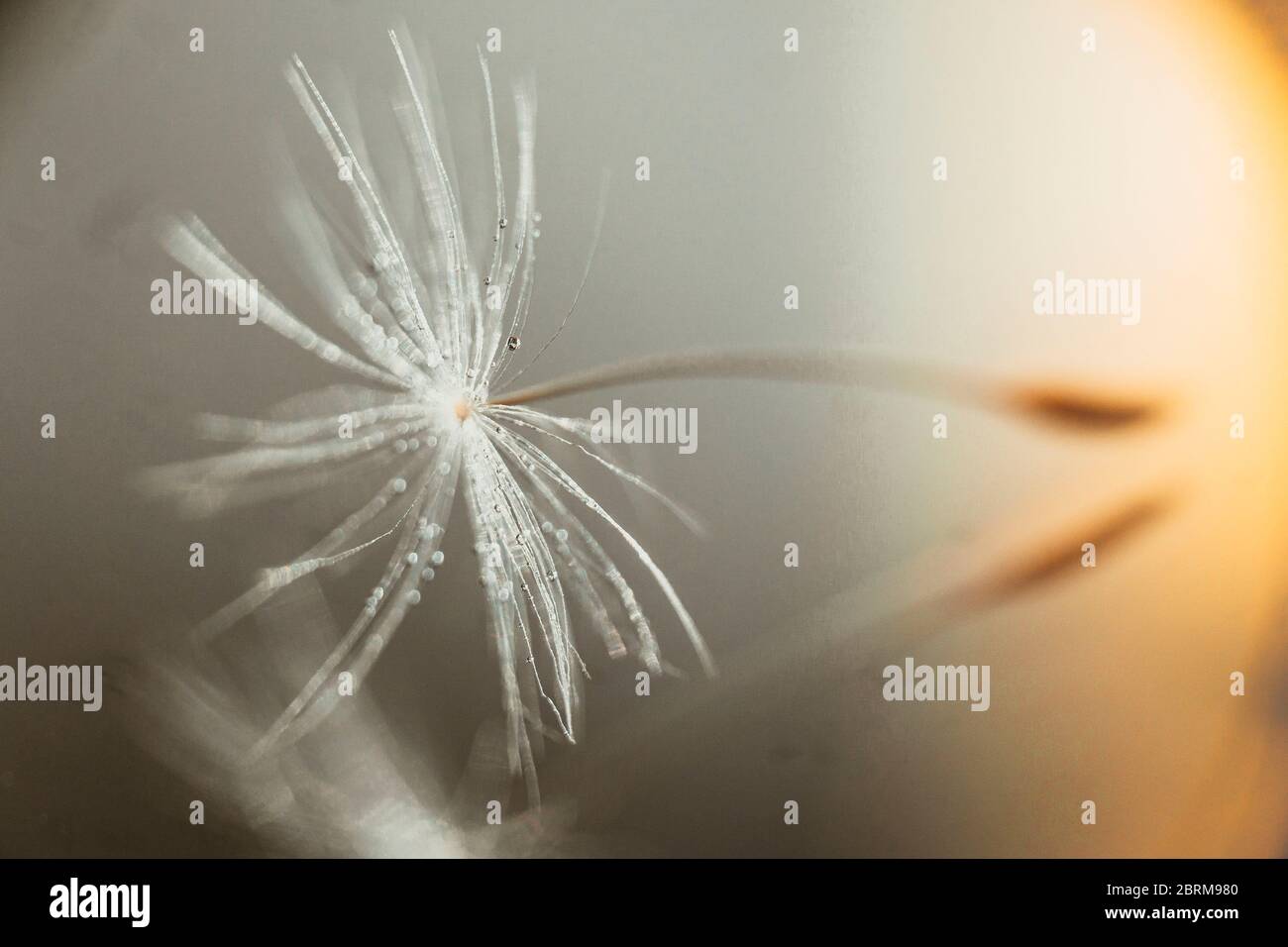 Einzelne Löwenzahn Samen mit Tröpfchen auf einem Spiegel mit Sonnenstrahlen Stockfoto