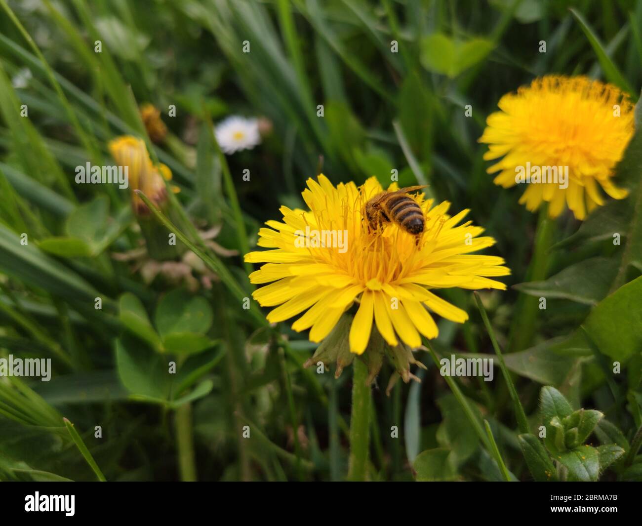 Eine Biene auf einer Blüte sitzen Stockfoto