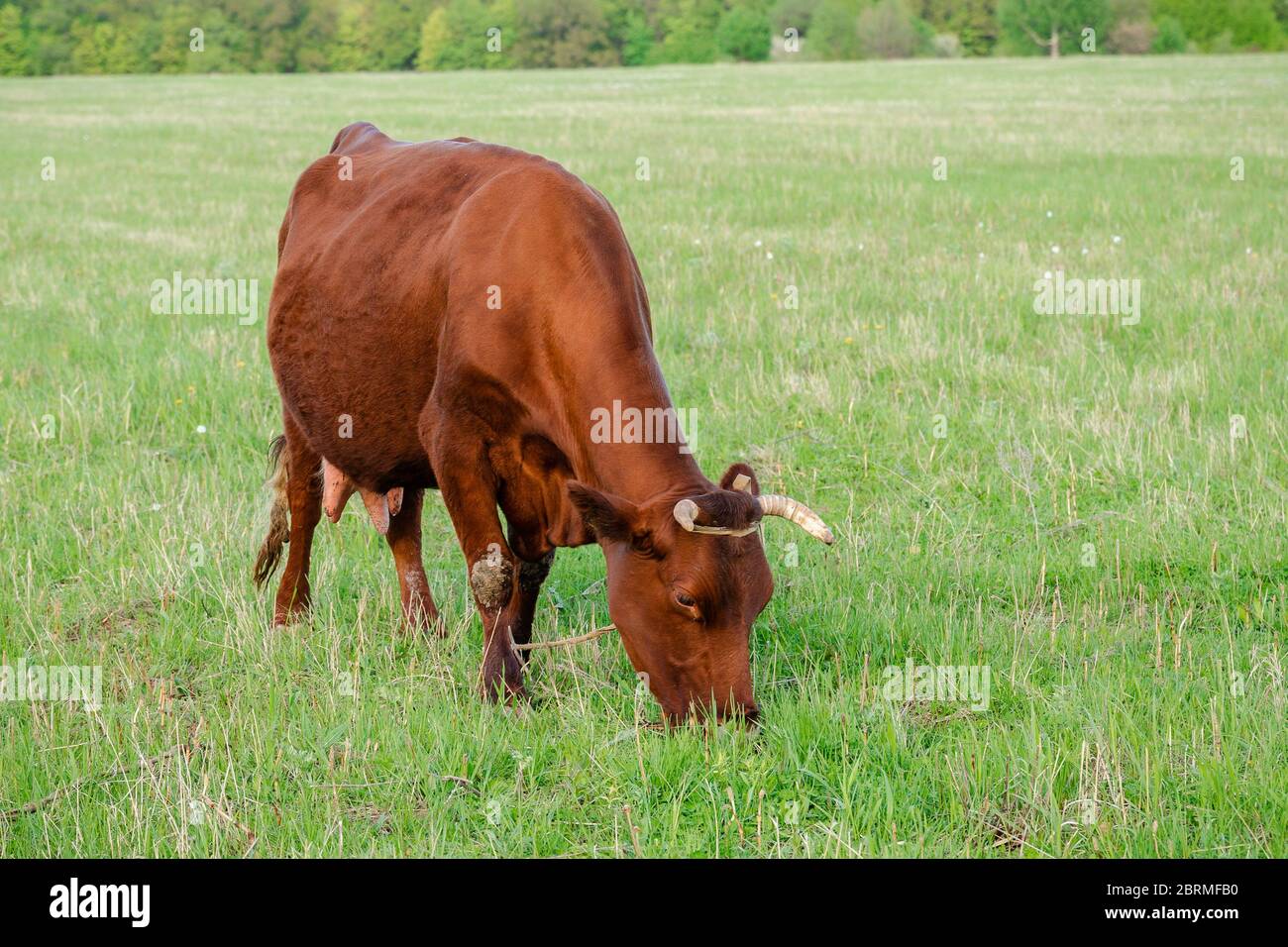 Eine Kuh grast auf einem grünen Feld. Nahaufnahme. Stockfoto