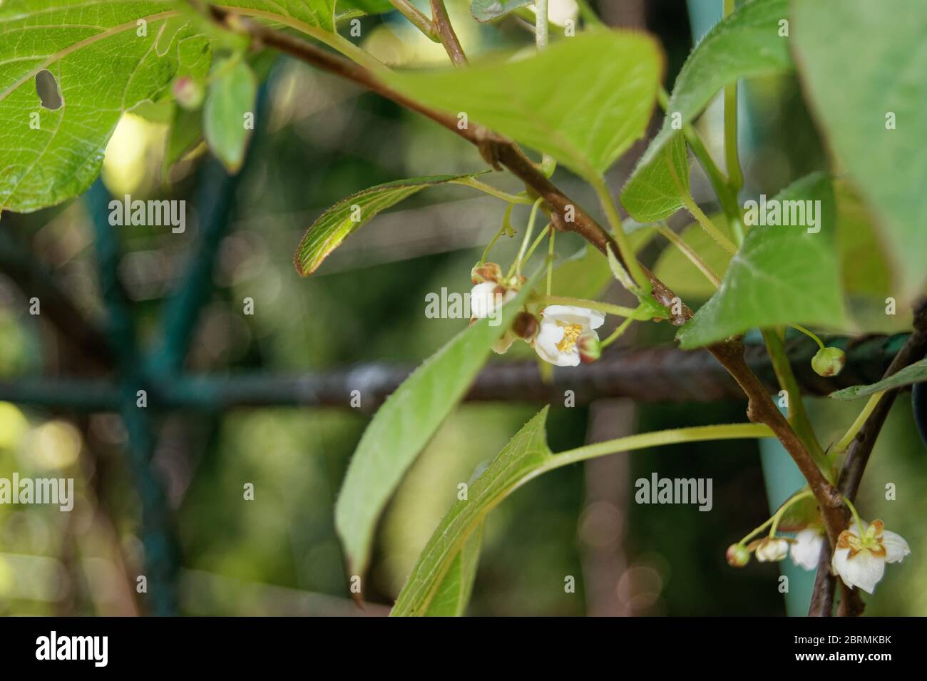 Actinidia arguta die winterharte Kiwi-Blume Stockfoto