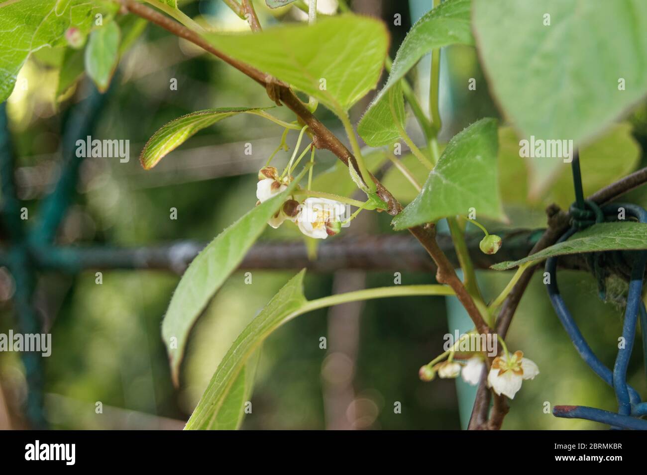 Actinidia arguta die winterharte Kiwi-Blume Stockfoto