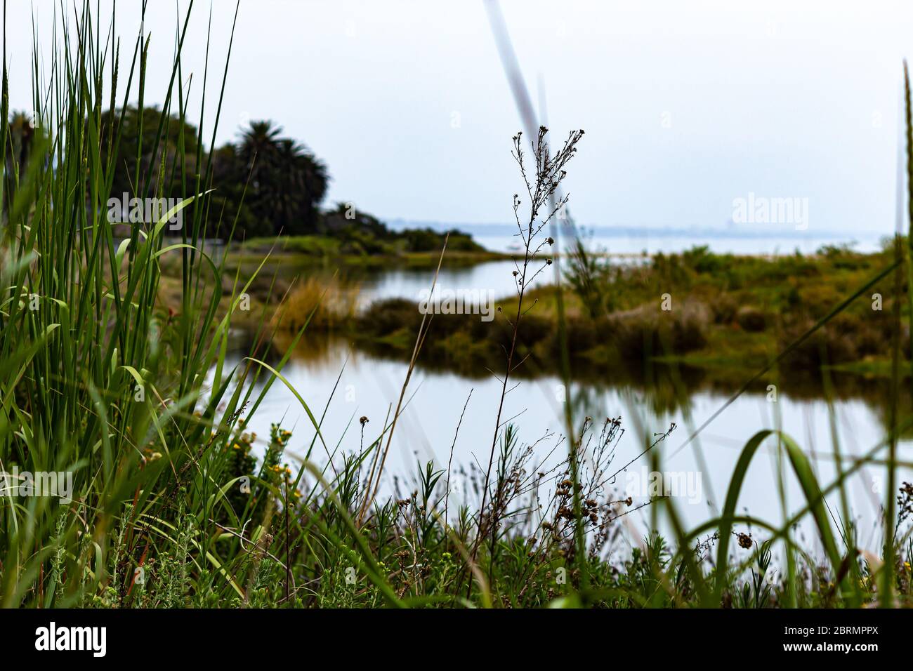 Blick auf den malibu Lagoon State Park Vogelschutzgebiet am frühen Morgen Stockfoto