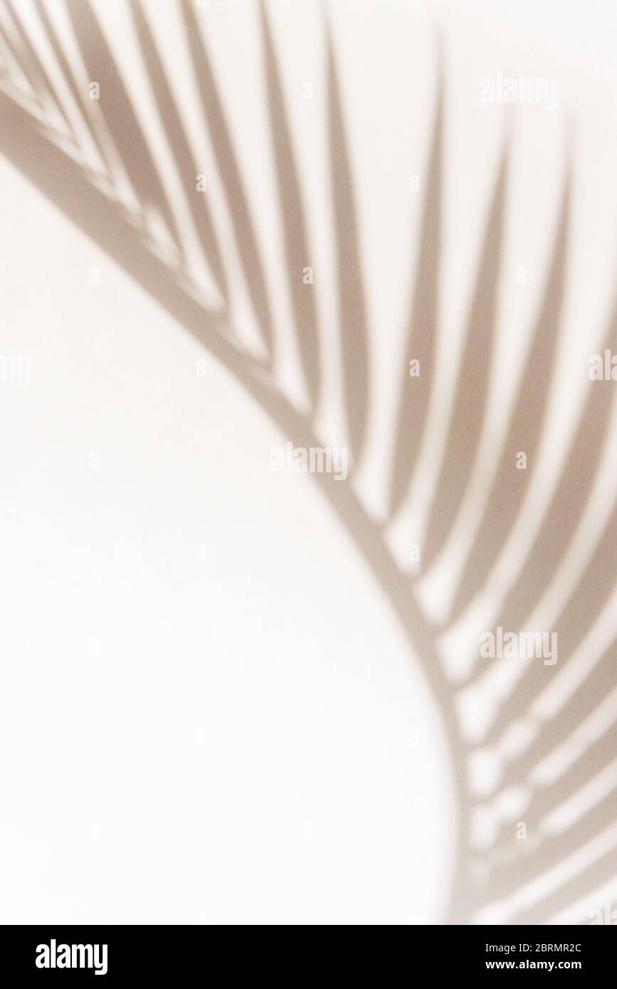 Schatten von Palmenblatt auf weißer Wand, abstrakter Hintergrund Stockfoto