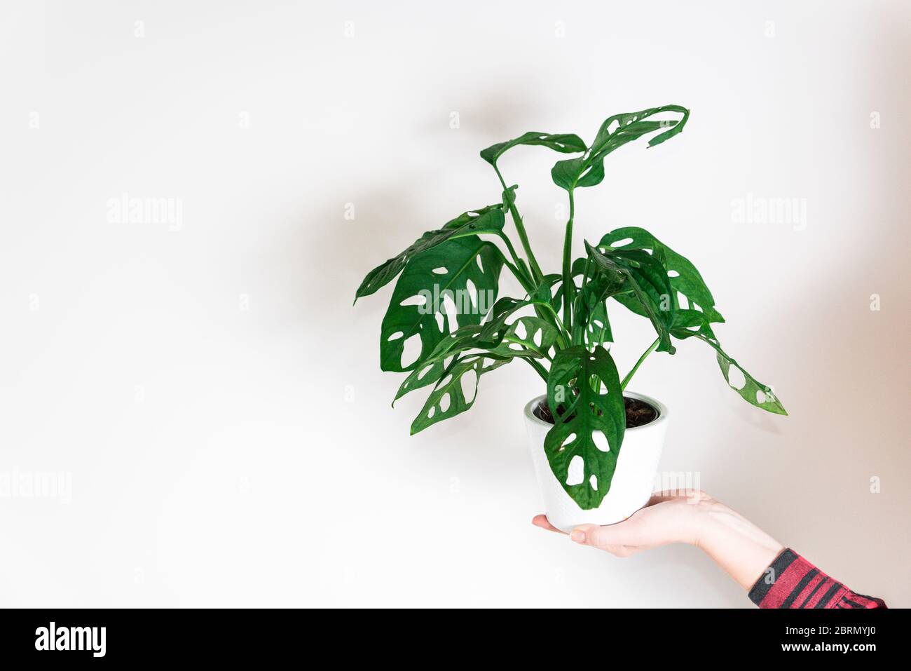 Hand halten Monstera Affen Maske Pflanze (Monstera Obliqua oder Monstera adansonii) in Blumentopf auf weißem Hintergrund. Konzept der wachsenden Pflanzen zu Hause Stockfoto