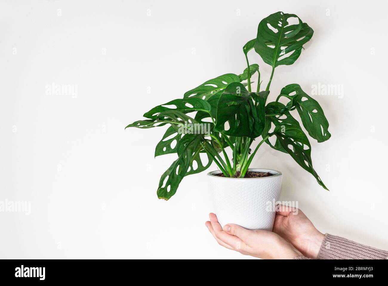 Hand halten Monstera Affen Maske Pflanze (Monstera Obliqua oder Monstera  adansonii) in Blumentopf auf weiem Hintergrund. Konzept der wachsenden  Pflanzen zu Hause Stockfotografie - Alamy