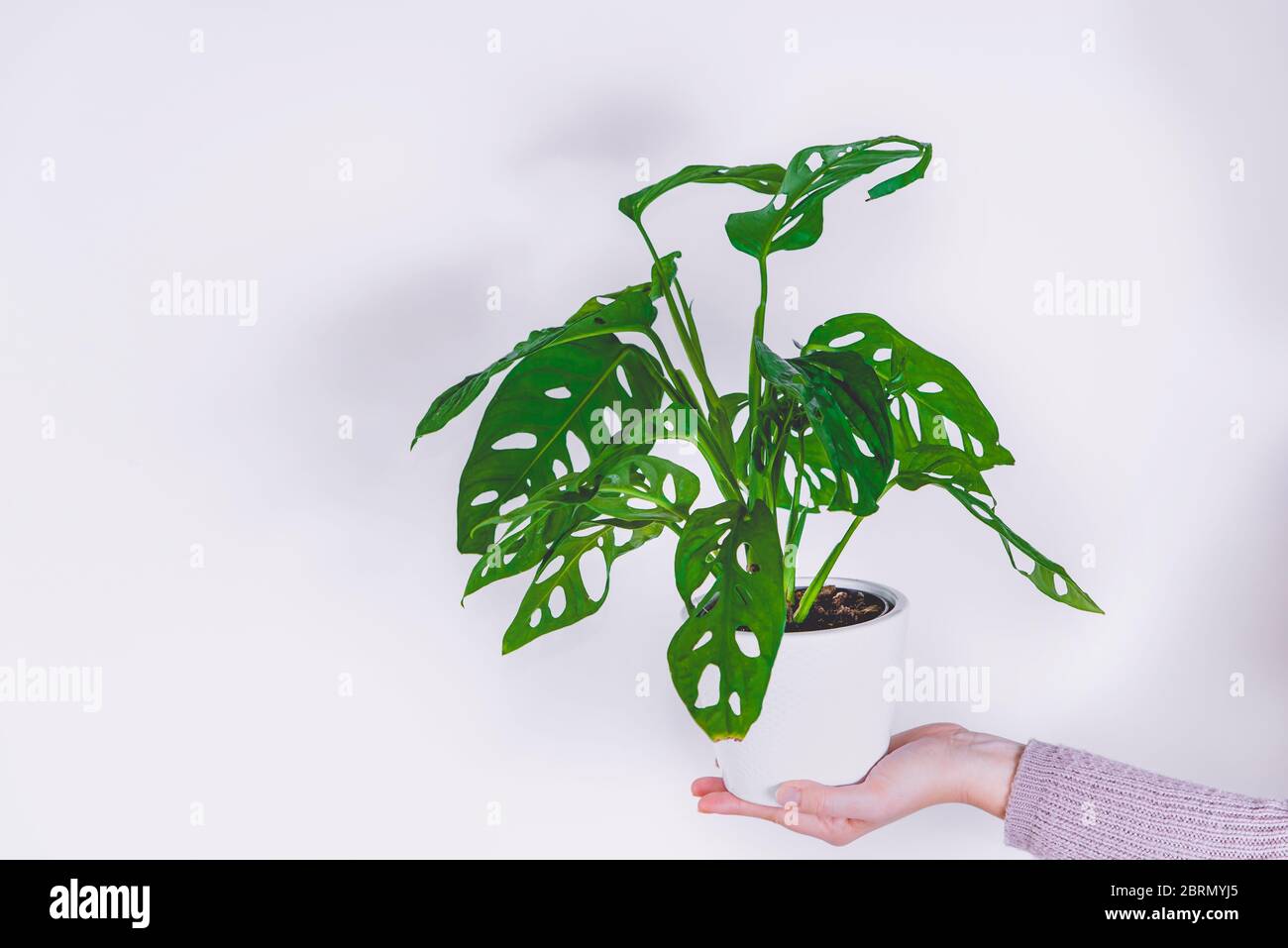 Hand halten Monstera Affen Maske Pflanze (Monstera Obliqua oder Monstera  adansonii) in Blumentopf auf weißem Hintergrund. Konzept der wachsenden  Pflanzen zu Hause Stockfotografie - Alamy