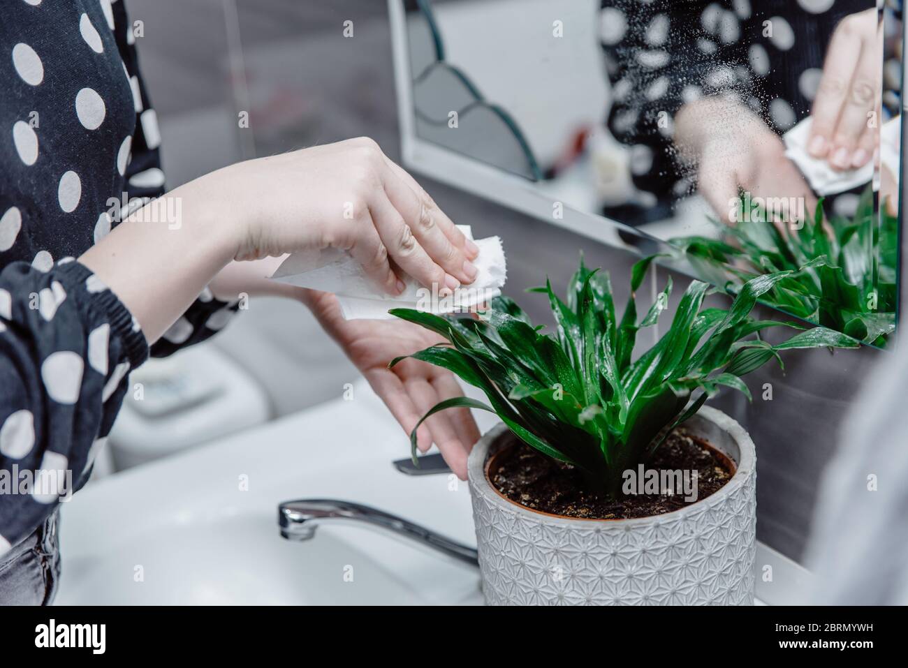 Mädchen Reinigung grünen Zimmerpflanze Blätter aus Staub im Bad, die Pflege von dracaena in Blumentopf. Konzept der Pflanzenpflege, Garten zu Hause. Stockfoto