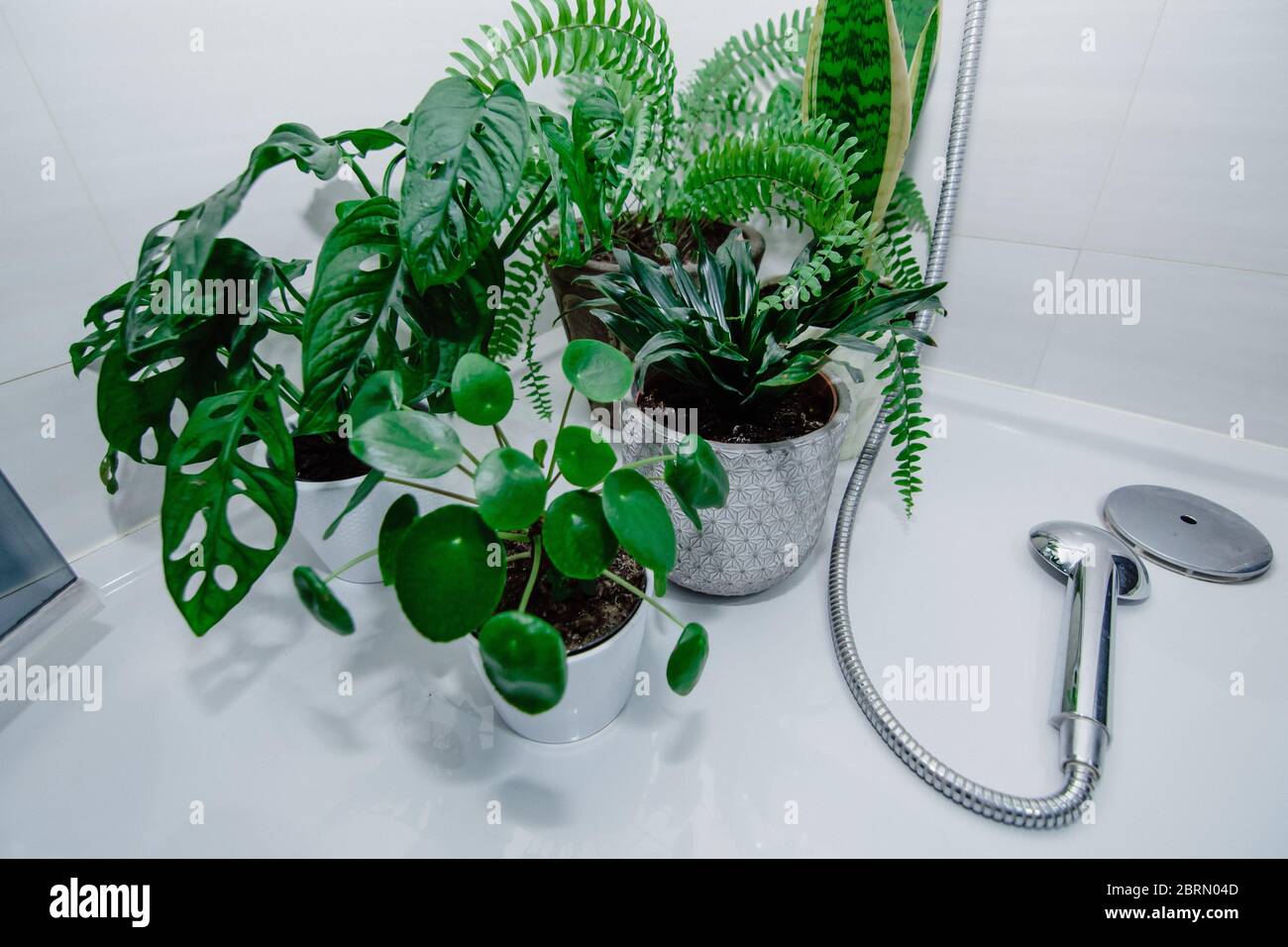 Grne Zimmerpflanzen (pilea, monstera) in Tpfen in der Dusche im  Badezimmer. Konzept des stdtischen Dschungel, Heimgarten. Pflege von  Zimmerpflanzen und Anbau Stockfotografie - Alamy