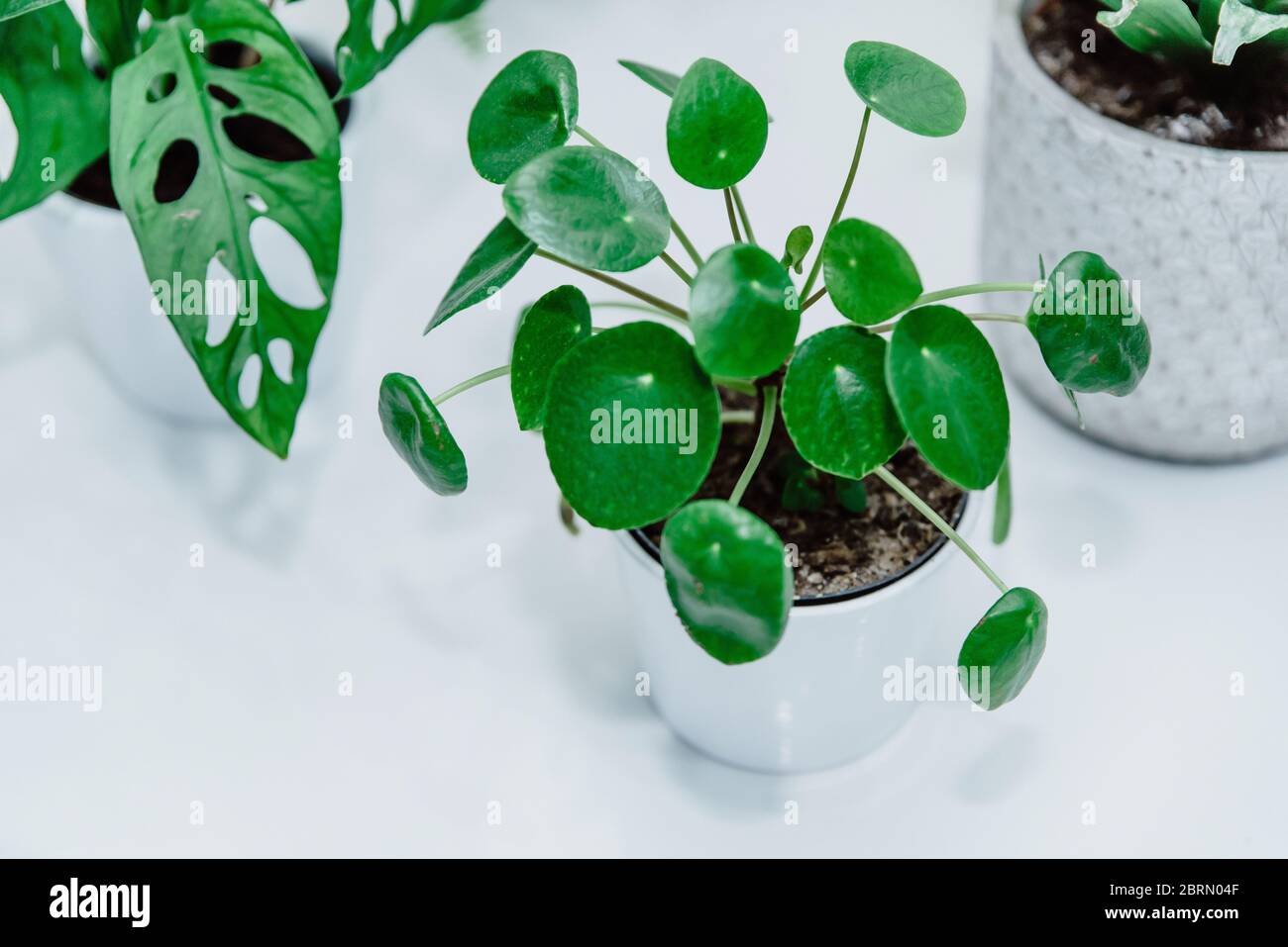 Grne Zimmerpflanzen (pilea, monstera) in Tpfen in der Dusche im  Badezimmer. Konzept des stdtischen Dschungel, Heimgarten. Pflege von  Zimmerpflanzen und Anbau Stockfotografie - Alamy